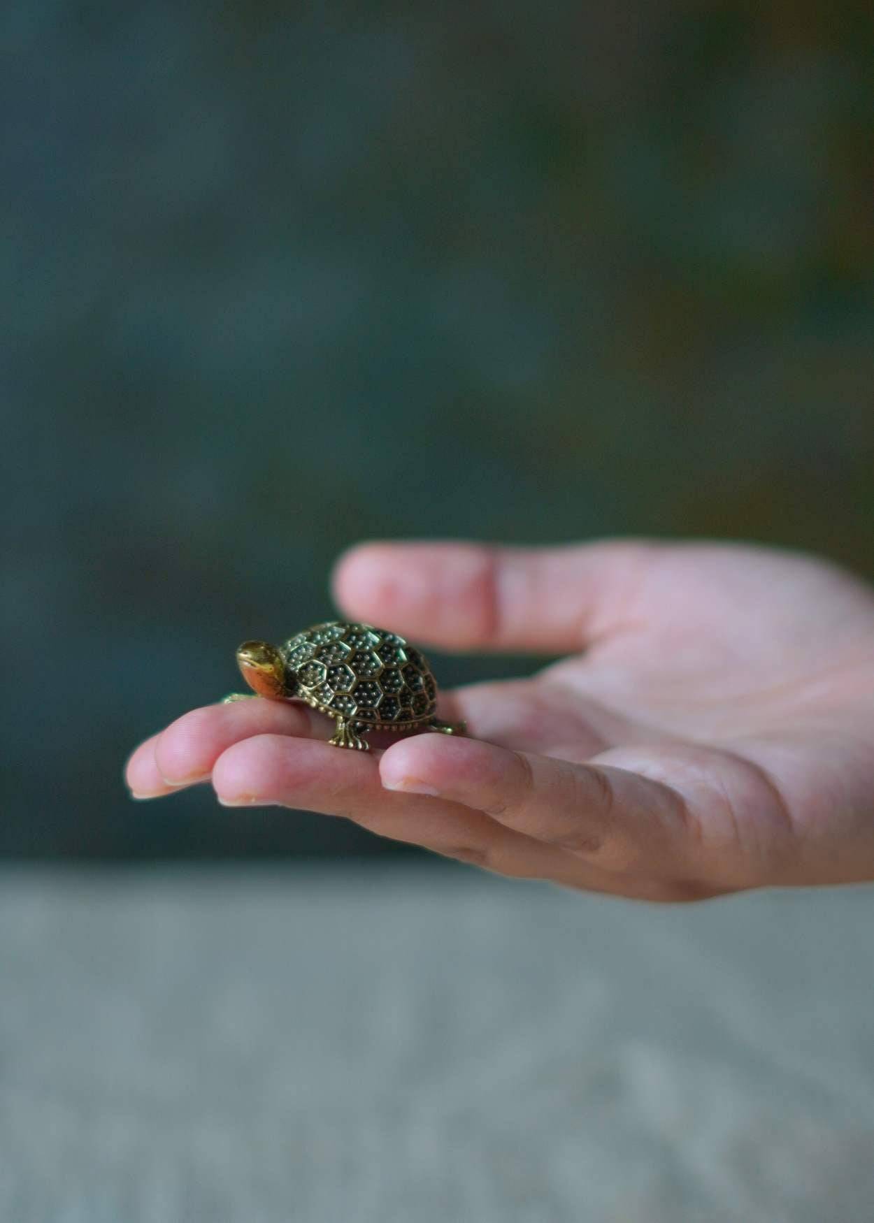 Brass Tortoise for Vastu & Feng Shui – Good Luck & Prosperity Symbol